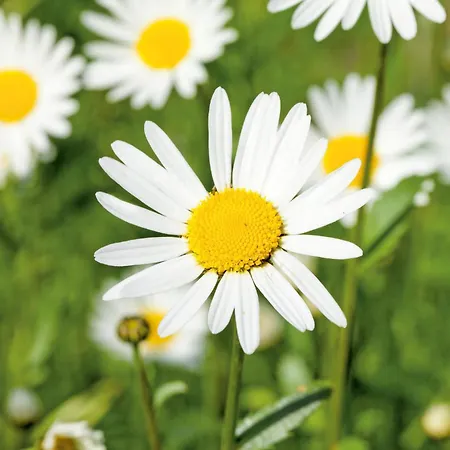 Attraktives Ferienhaus Tannhe *